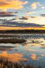 USA, New Mexico, Bosque Del Apache National Wildlife Refuge. Snow geese in water at sunrise. Art Print